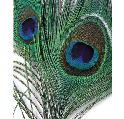 Peacock eye top Veniard pawie oczko